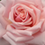 Rose - Rosiers hybrides de thé - Budatétény